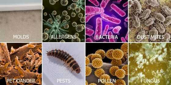 Bacteria